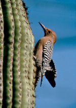 Woodpecker on cactus
